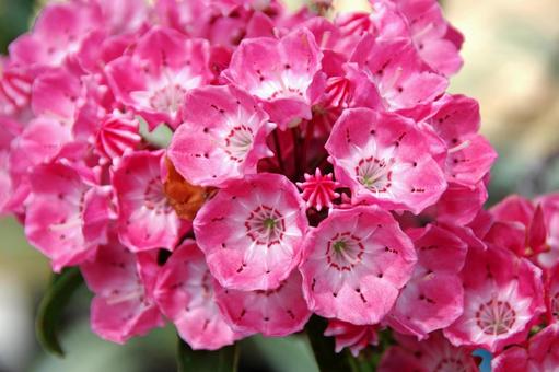 アメリカシャクナゲ サラ アメリカシャクナゲ,亜米利加石楠花,亜米利加石南花の写真素材