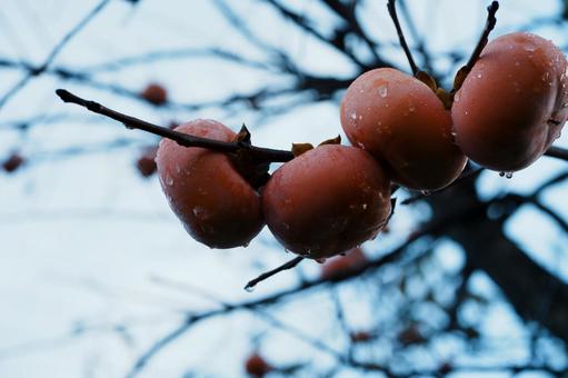 柿 柿,柿の木,カキの写真素材