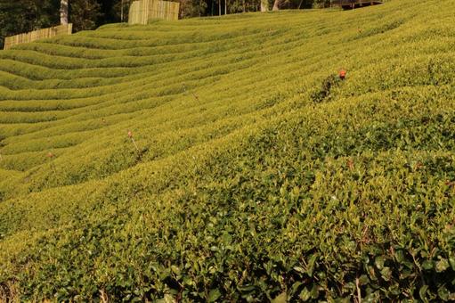 茶畑 茶畑の写真