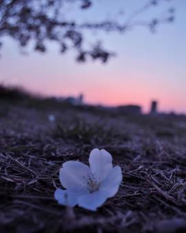 春の風景 春の風景の写真