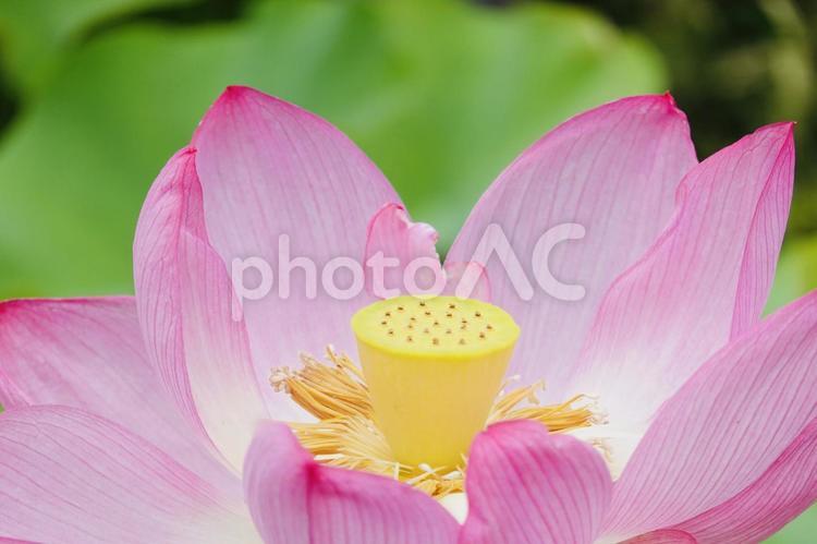 鮮やかなピンクの蓮の花 花,蓮,ハスの写真素材