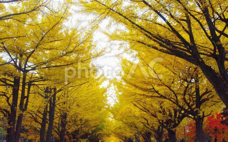 美しいイチョウ並木 イチョウ並木,紅葉,明るいの写真素材
