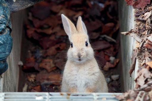 The rabbits of Okunoshima, JPG
