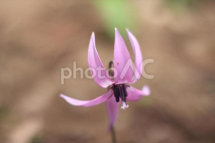 矢ばなの里のカタクリ⑥ カタクリ,紫の花,矢ばなの里の写真素材