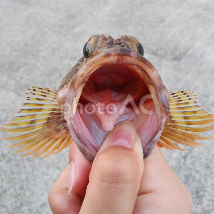 ガッシー君 魚,ガシラ,釣りの写真素材