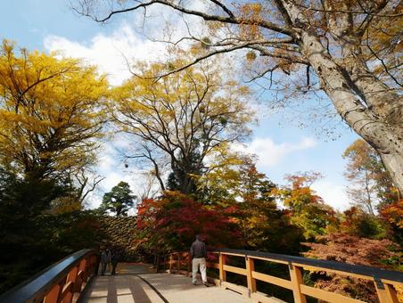 紅葉の懐古園 モミジ,紅葉,黄葉の写真素材