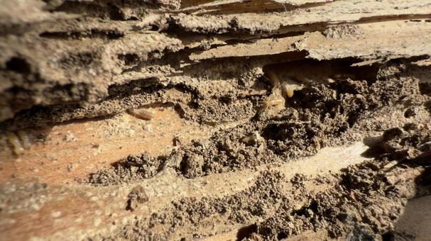 木造住宅の柱からシロアリの大群 木造住宅の柱からシロアリの大群 シロアリ,益虫,枯れ木の写真素材