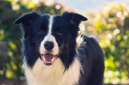 ボーダーコリー 犬,ボーダーコリー,いぬの写真素材