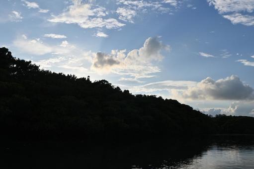マングローブ マングローブの写真