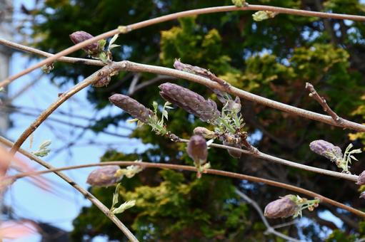 藤の花のつぼみ 藤,フジ,花の写真素材