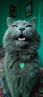 こちらを見る猫 こちらを見る猫の写真