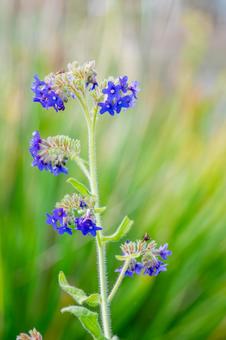 アルカネット⑶の写真