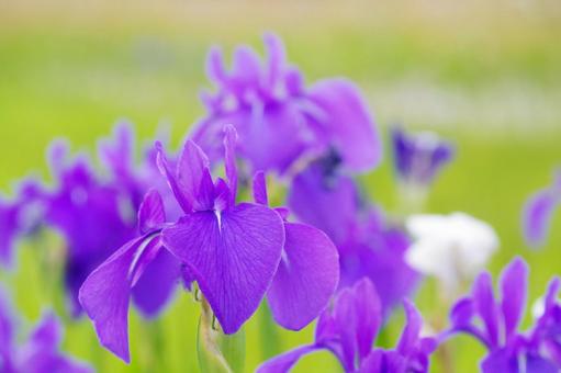Iris, JPG