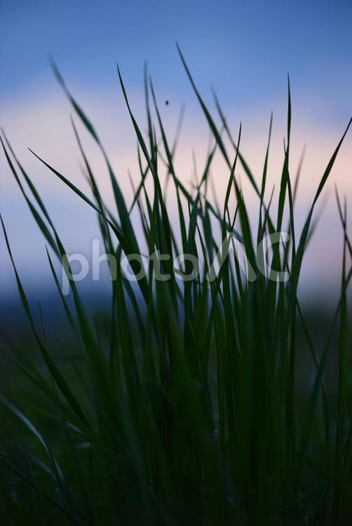 夕日に照らされる草のシルエット 空,風,夕日の写真素材