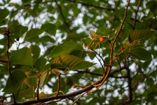夕焼けのさくらんぼ さくらんぼ,さくら,枝の写真素材