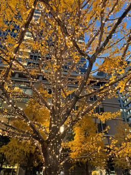 東京駅　幸行通りの銀杏のイルミネーション 東京駅,幸行通り,イルミネーションの写真素材