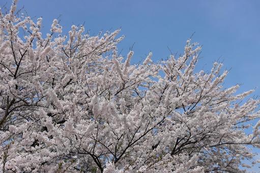 桜と青空 桜と青空の写真