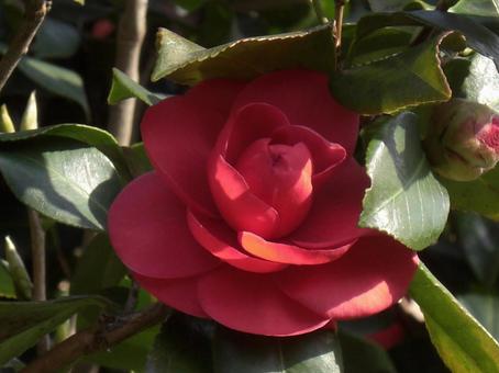 椿の花 椿,花びら,赤の写真素材