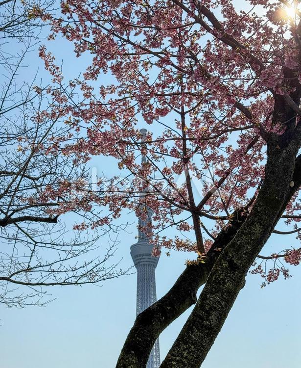春の山谷堀公園　桜とスカイツリー 浅草,東浅草,舗装の写真素材