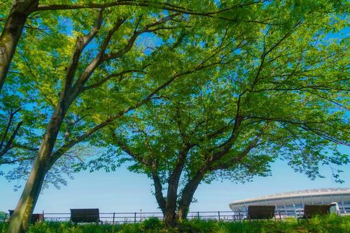 新横浜の並木道とベンチ 新横浜の並木道とベンチ 木,並木,ベンチの写真素材