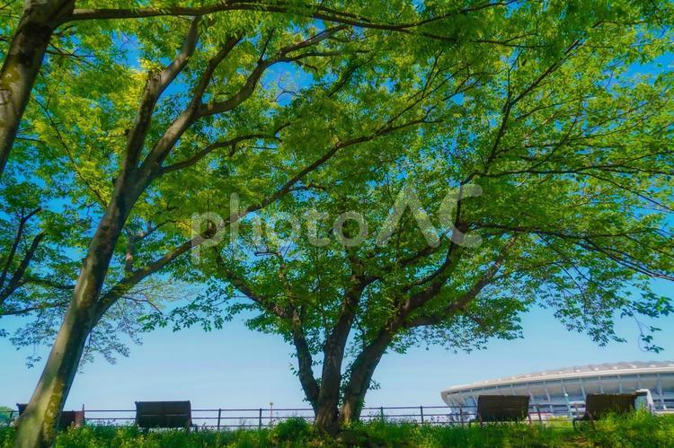 新横浜の並木道とベンチ 木,並木,ベンチの写真素材