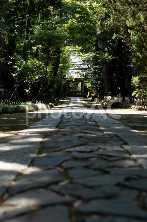 ［神奈川県鎌倉市］寿福寺 鎌倉,寿福寺,参道の写真素材