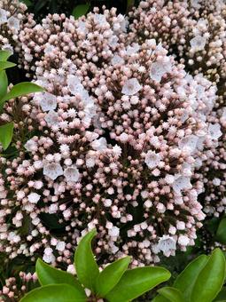 アポロみたいな花、カルミア 花,植物,ピンクの写真素材