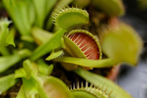 ハエトリソウ 食虫植物01 ハエトリソウ 食虫植物01の写真