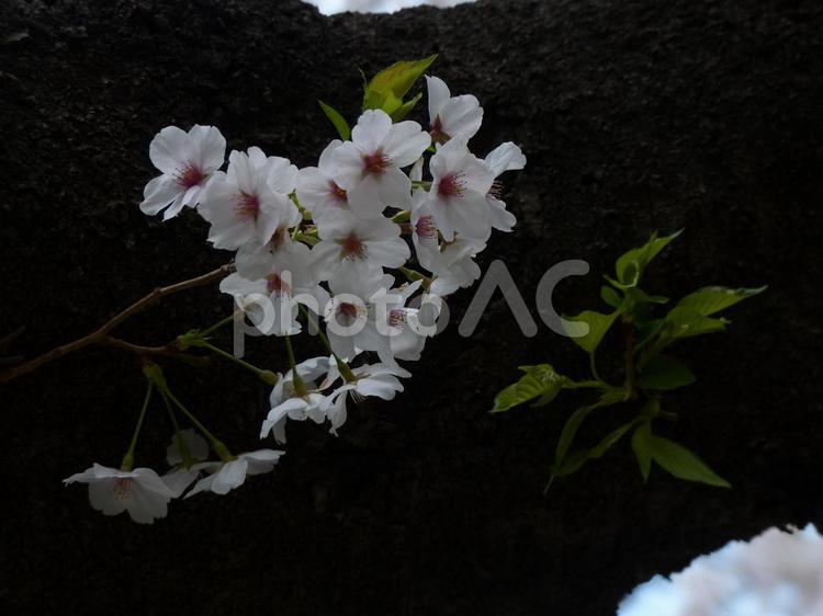 桜、枝を背景にしたアップ 桜,サクラ,さくらの写真素材