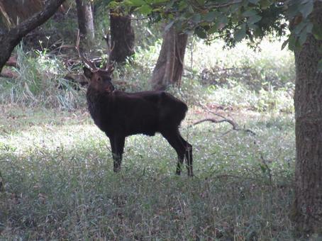 霧島の鹿 黒い,オス,角の写真素材