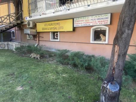 トルコ、猫のいる風景 トルコ,アンカラ,コル地区の写真素材