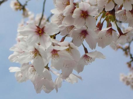Cherry blossom blur background-5, JPG