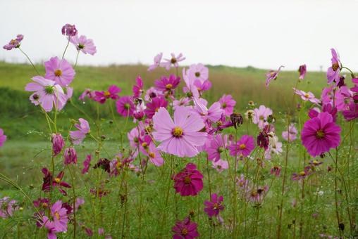 コスモスの花の写真