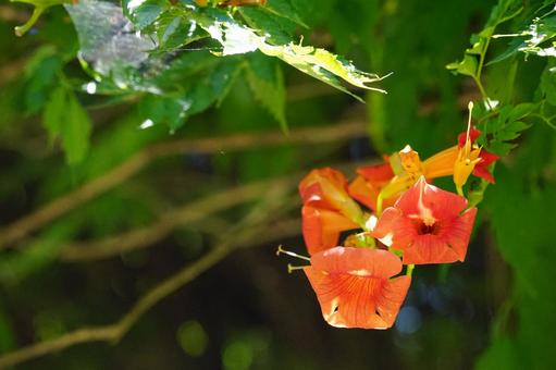 Orange Flower, JPG