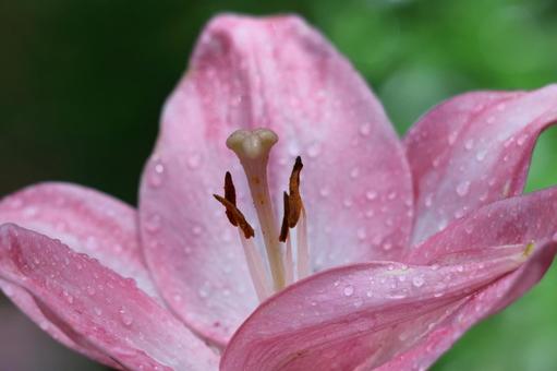 A flower that symbolizes chastity, JPG A flower that symbolizes chastity, lírios, lírio, flor, JPG