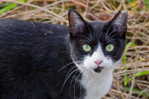 見つめるぶち猫 ぶち猫,ブチネコ,野良猫の写真素材