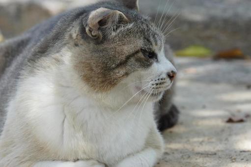 ねこ ねこ にゃんこ,可愛い,野良猫の写真素材