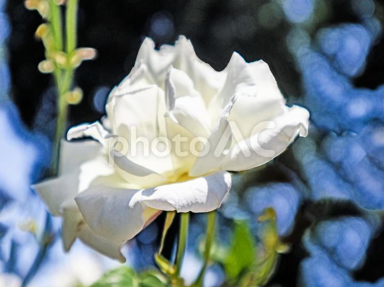 アイスバーグローゼス バラ,ローズ,白色の写真素材