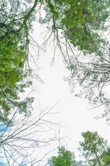山の空 山の空 葉,木,秋の写真素材