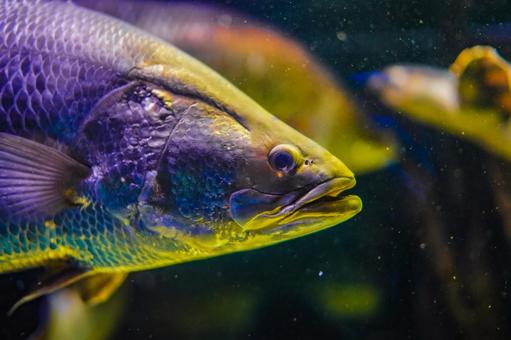 熱帯魚のクローズアップ 熱帯魚のクローズアップ 魚,熱帯魚,青の写真素材
