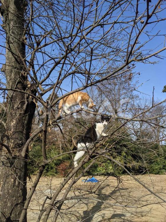 木登りする猫 猫,木,柿の木の写真素材