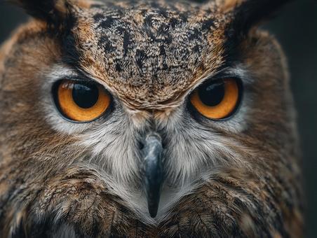 フクロウの迫力ある顔面アップ素材 フクロウの迫力ある顔面アップ素材の写真
