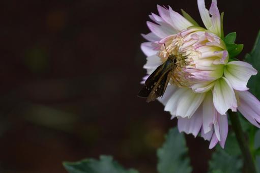 色鮮やかな大輪 色鮮やかな大輪 ダリア,花,キク科の植物の写真素材