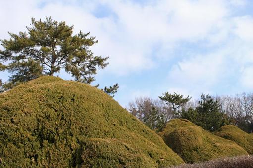 山ではありませんが、山に見える木の写真 山ではありませんが、山に見える木の写真の写真