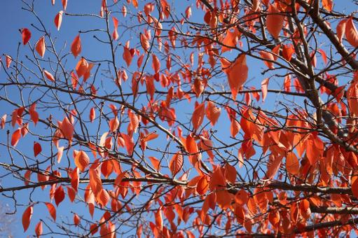 青空と赤く色づく桜の木の葉の枝のアップの写真