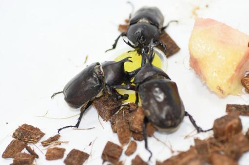昆虫ゼリーを食べるカブトムシ 昆虫ゼリーを食べるカブトムシの写真