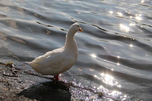 水辺のアヒル アヒル,湖畔,陽光の写真素材