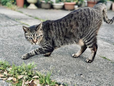 A brown tabby cat walking down an alley at dusk, JPG A brown tabby cat walking down an alley at dusk, JPG
