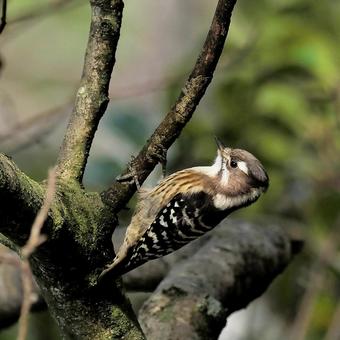 コゲラ コゲラ コゲラ,野鳥,バードウォッチングの写真素材