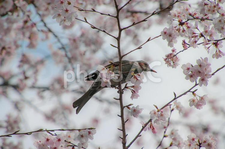 桜の木の枝に止まるヒヨドリ 桜,サクラ,さくらの写真素材